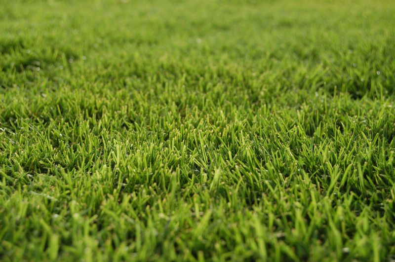 Healthy Bahia Grass Close-up